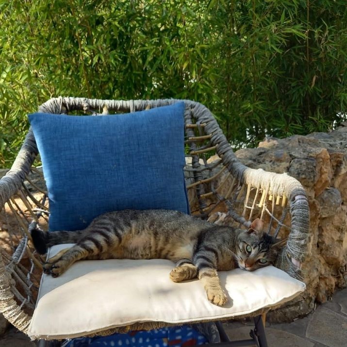 chat-ibiza.jpg