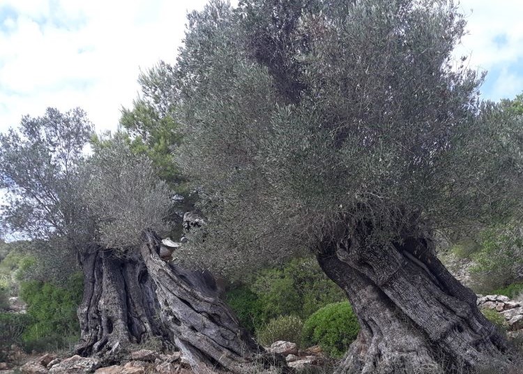 oliviers-centenaires-ibiza